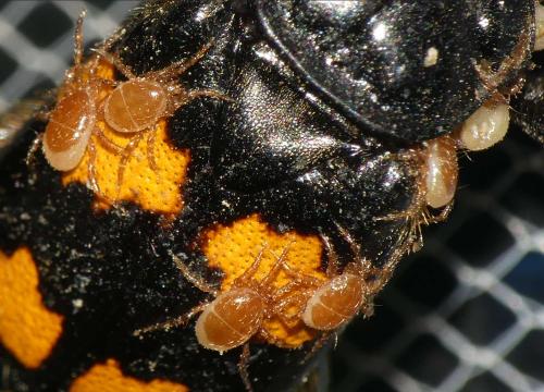 Poecilochirus sp.